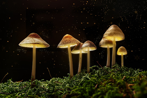 Can I buy magic mushrooms for spiritual experiences?