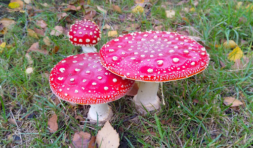 Can I buy magic mushrooms for spiritual experiences?